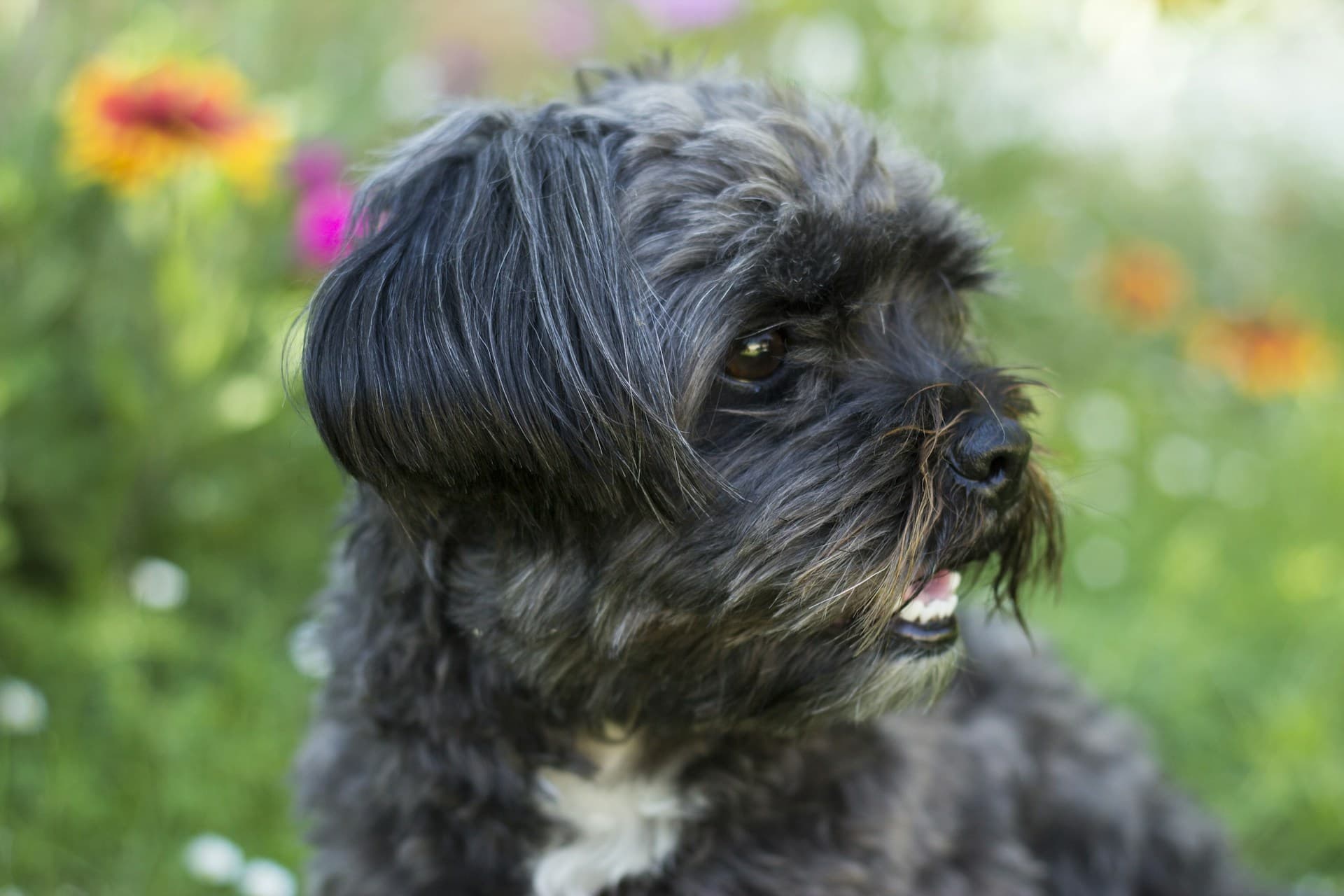 Affenpinscher