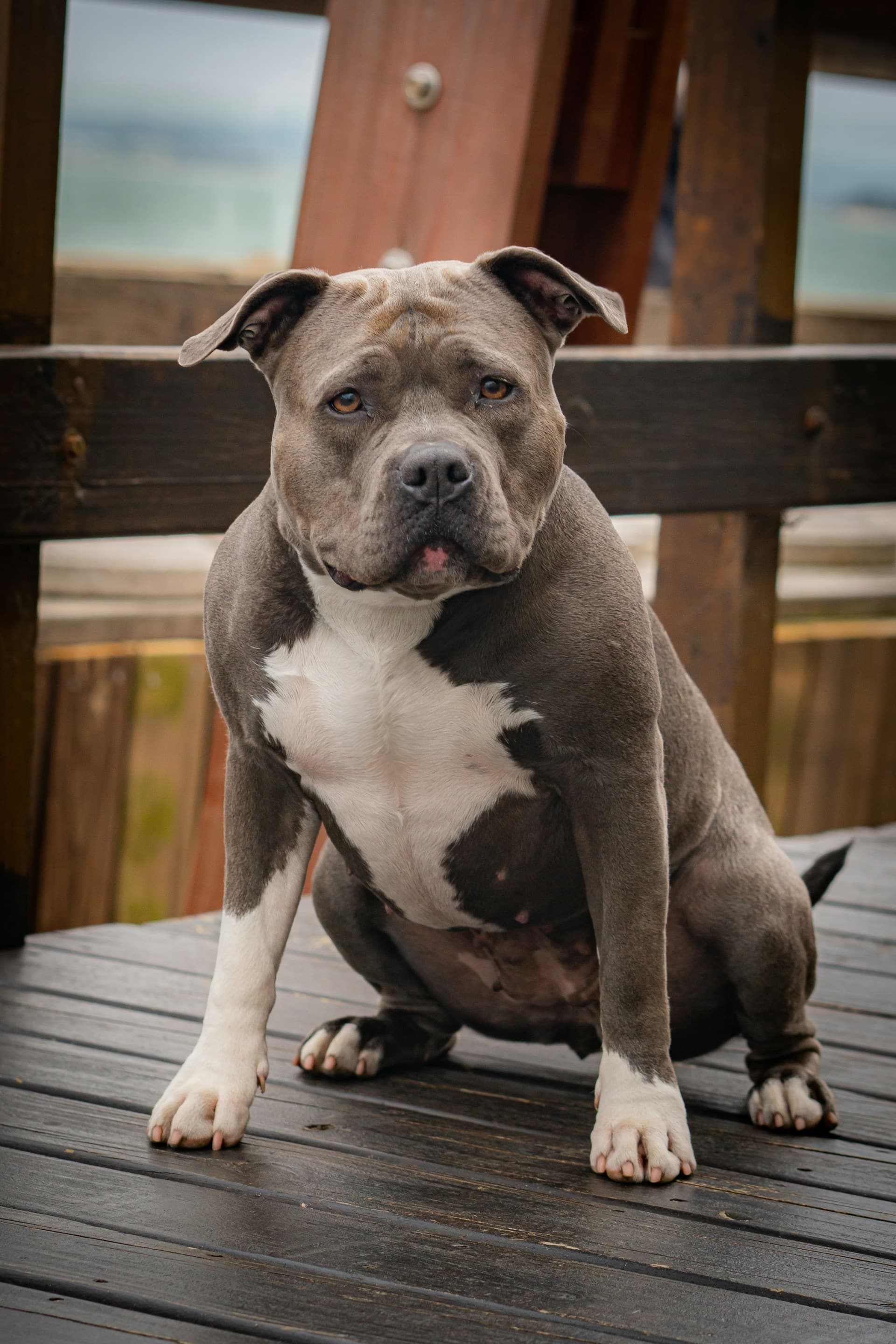 American Bully