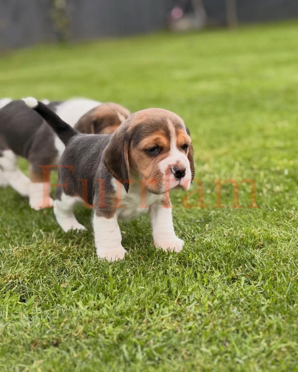 Beagle photo 2