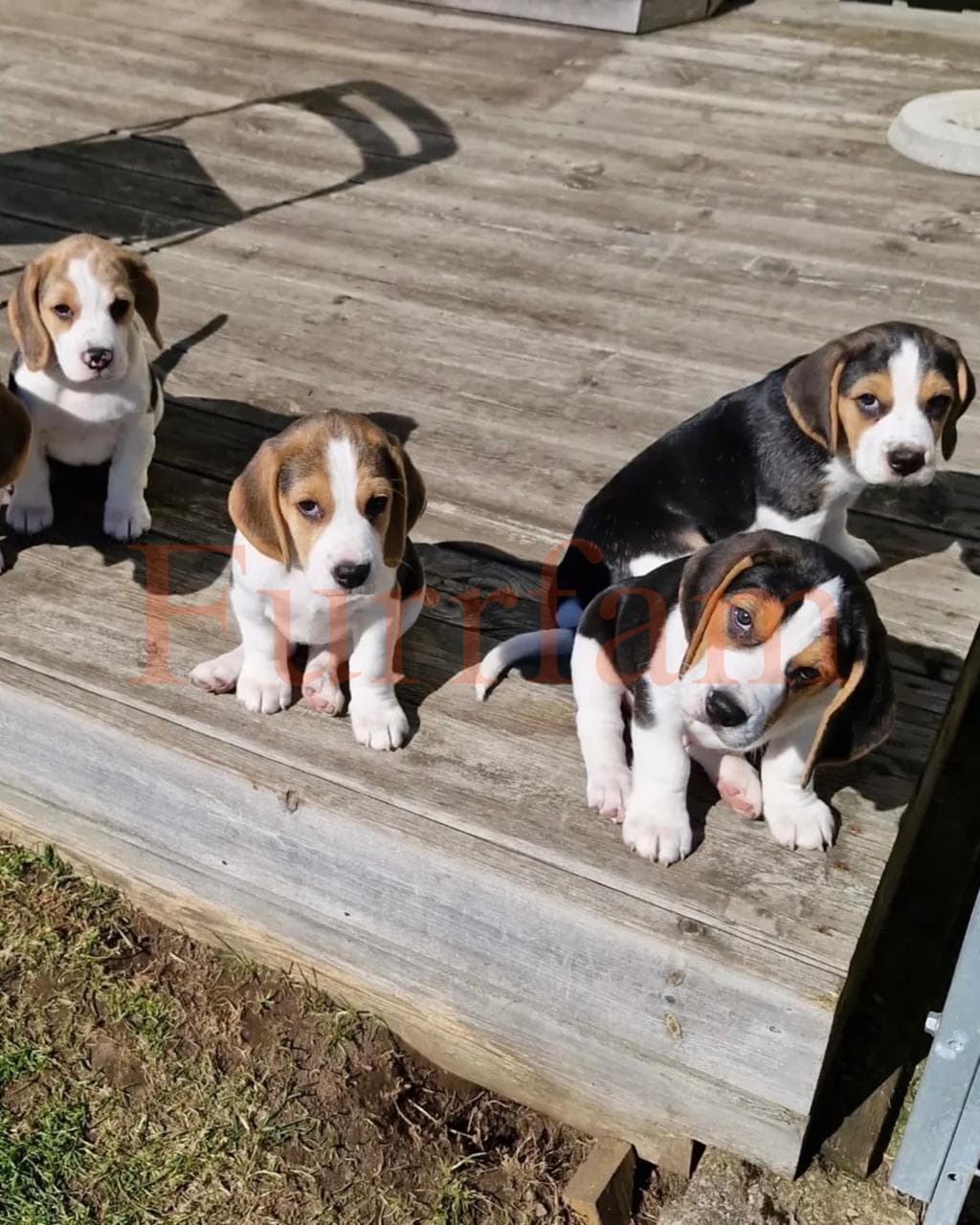 Beagle photo 3