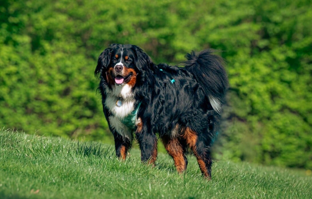 Dog Weight Management in India: How to Prevent Obesity