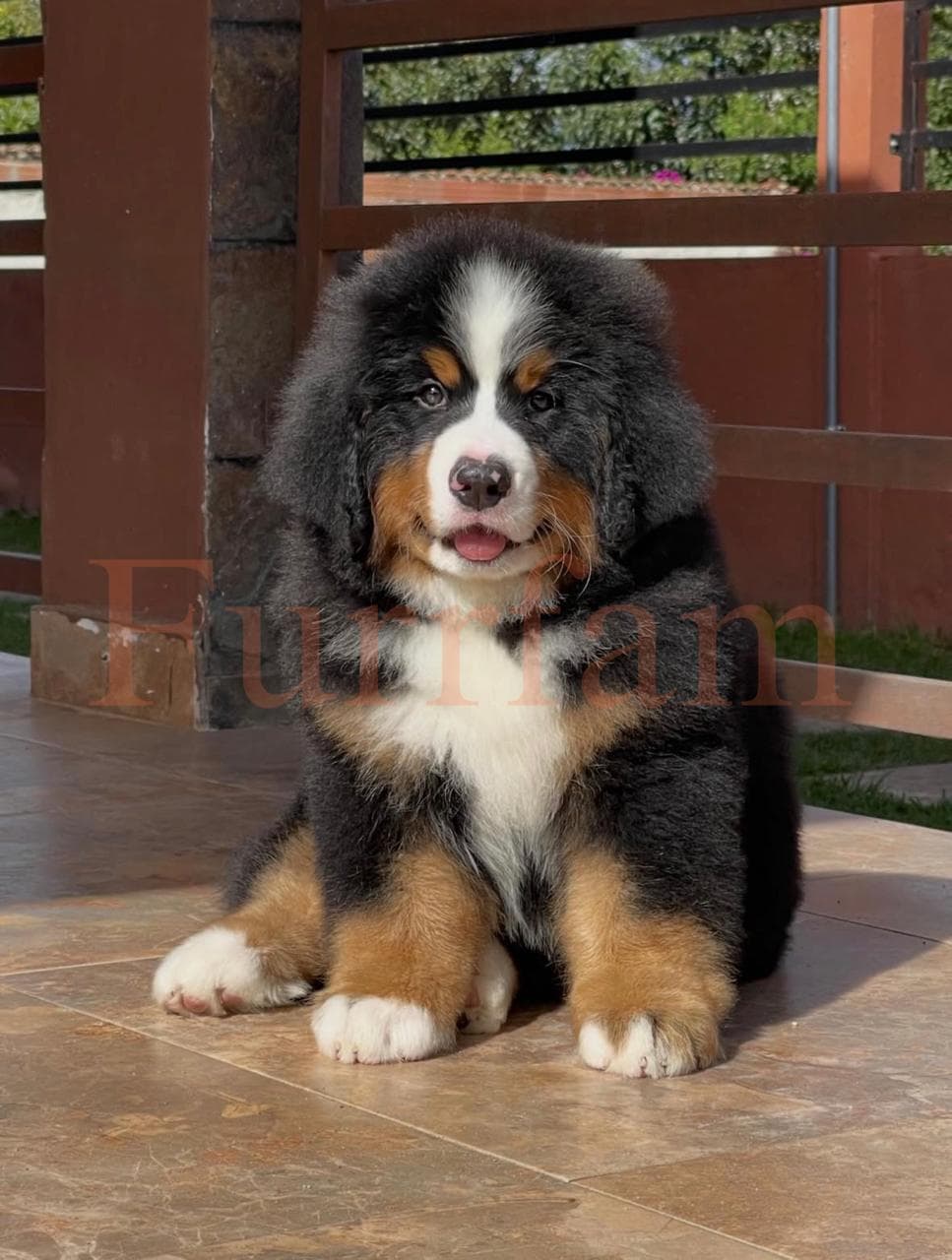 Bernese Mountain Dog photo 1