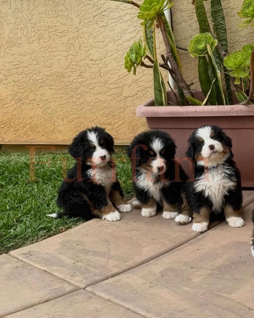 Bernese Mountain Dog photo 3
