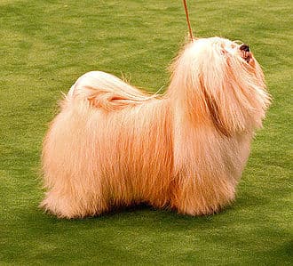 Bichon Havanais