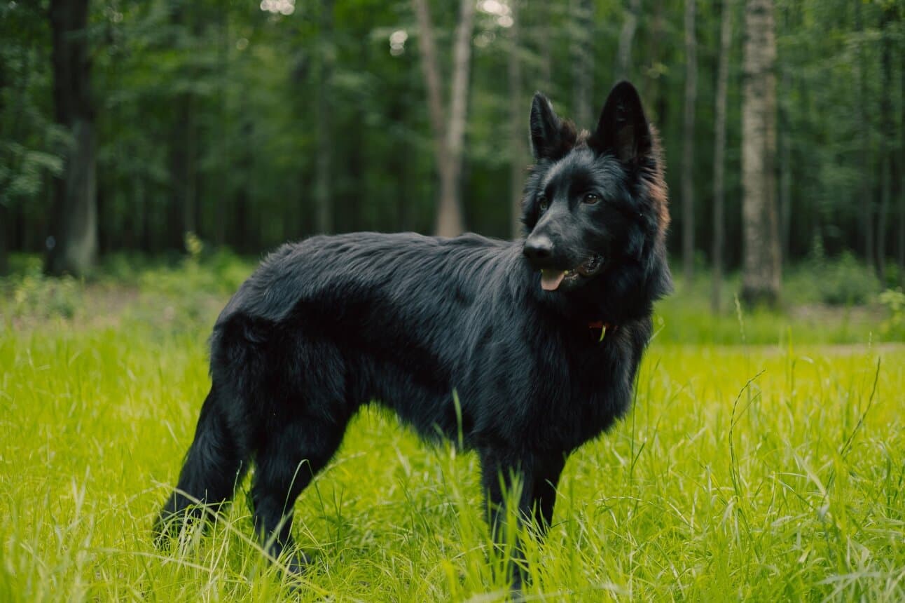 How to Choose the Right Guard Dog for Your Home in India