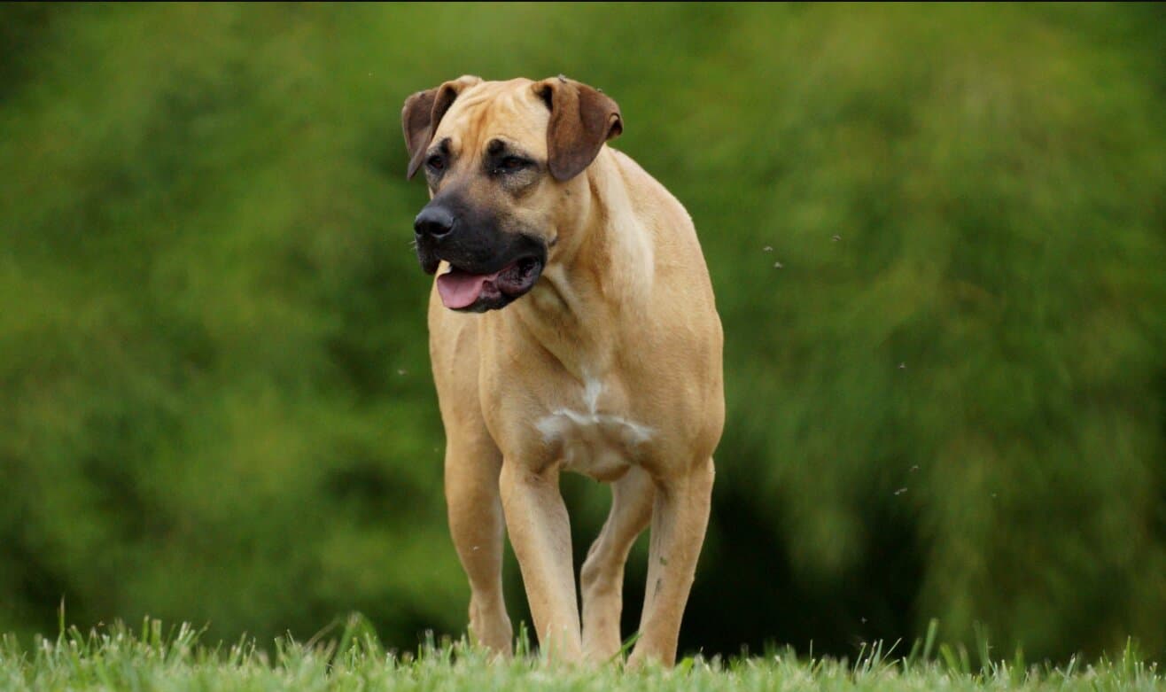 10 Essential Tips for First-Time Dog Owners in India