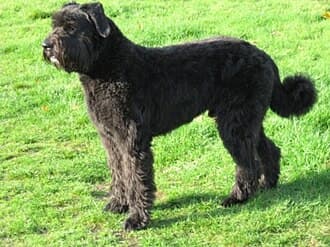 Bouvier des Flandres-Vlaamse Koehond