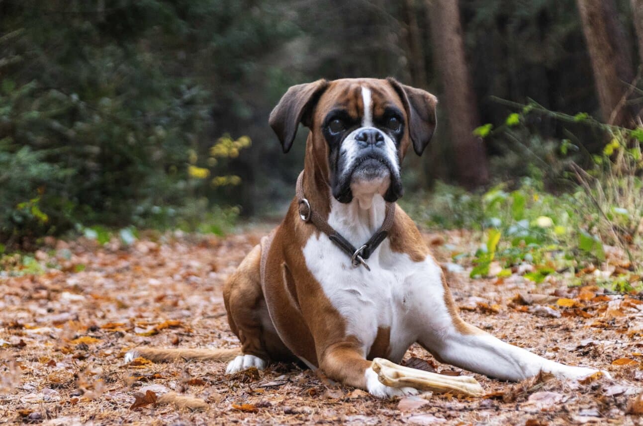 Top 10 Family-Friendly Dog Breeds in India (and How to Choose Safely)