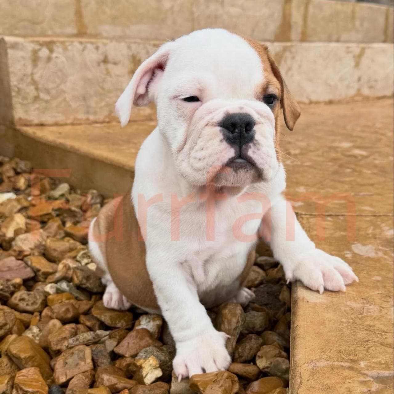 English Bulldog photo 2