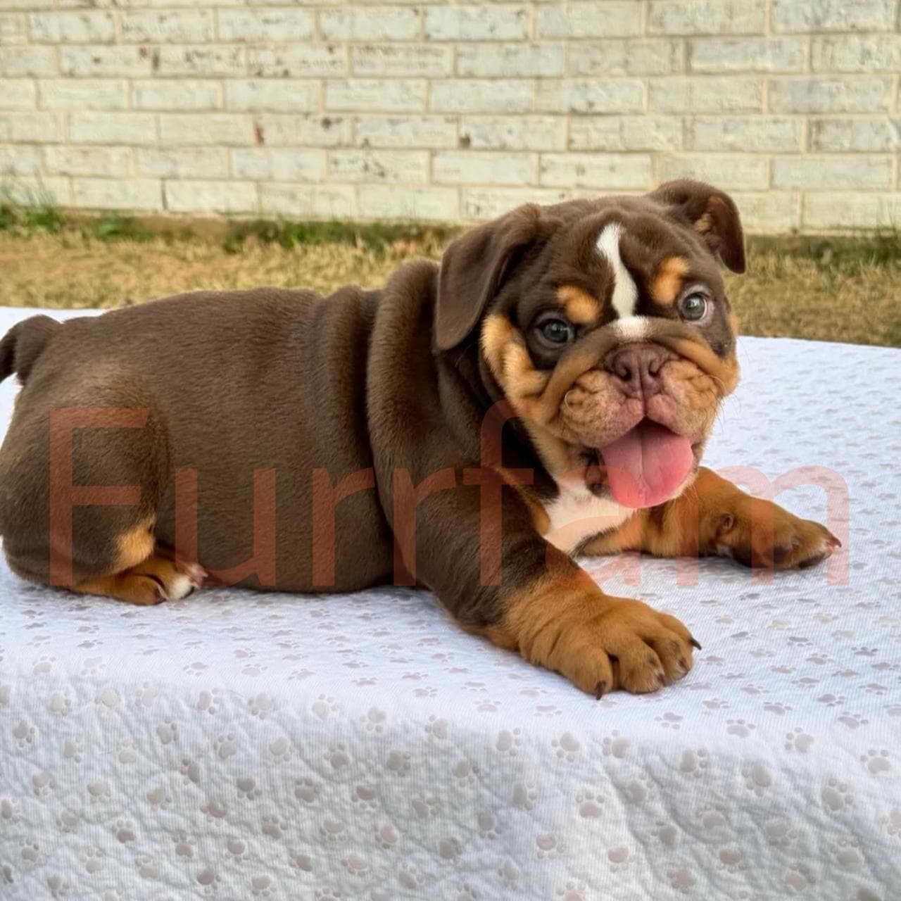 English Bulldog photo 5