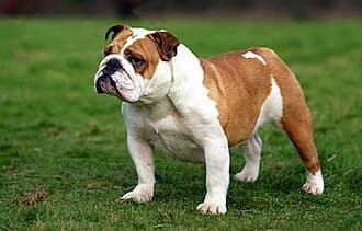 Dog Personality Types: A Fun (But Useful) Guide for Indian Pet Parents
