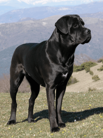 Cane Corso Italiano
