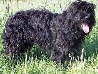 CÃo Da Serra de Aires