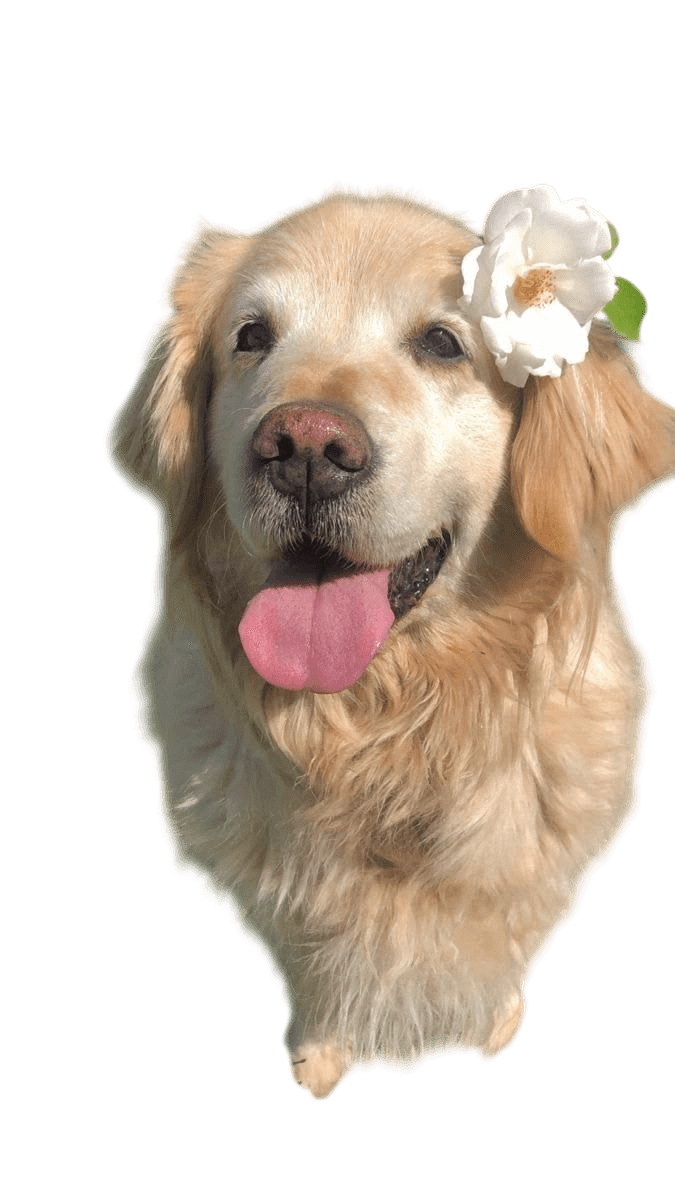 Social example breed