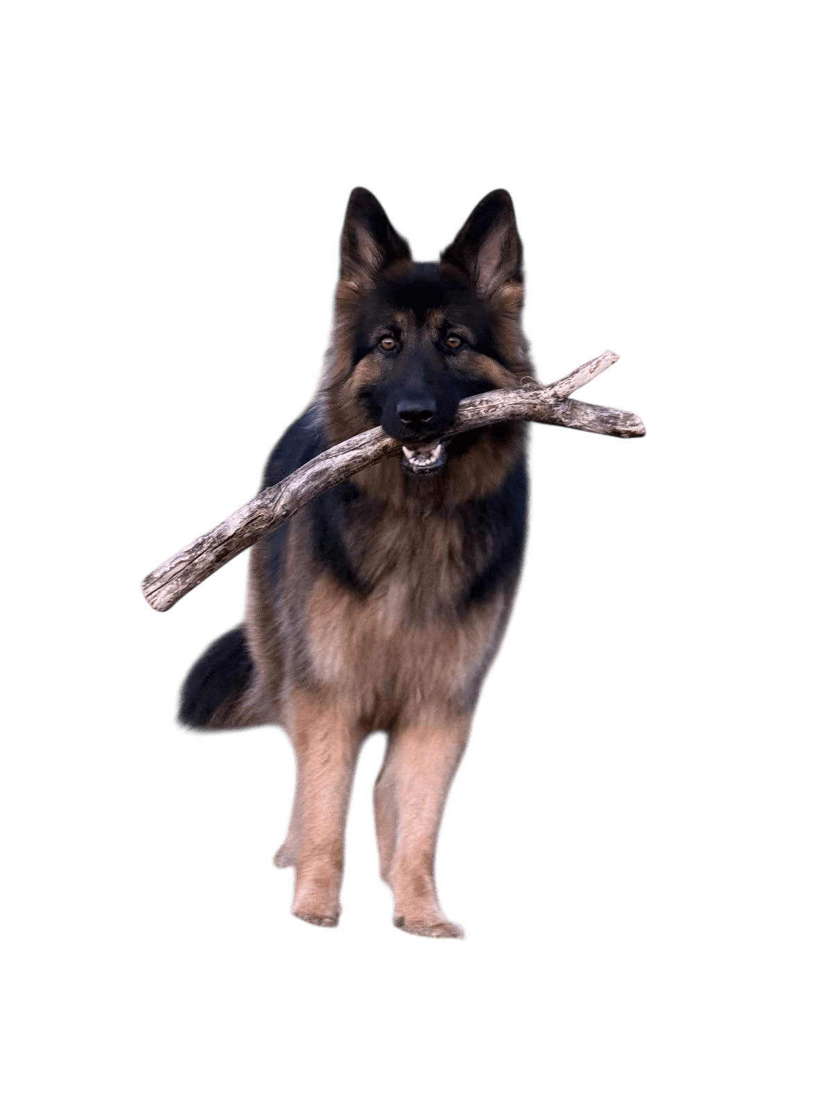Protective example breed