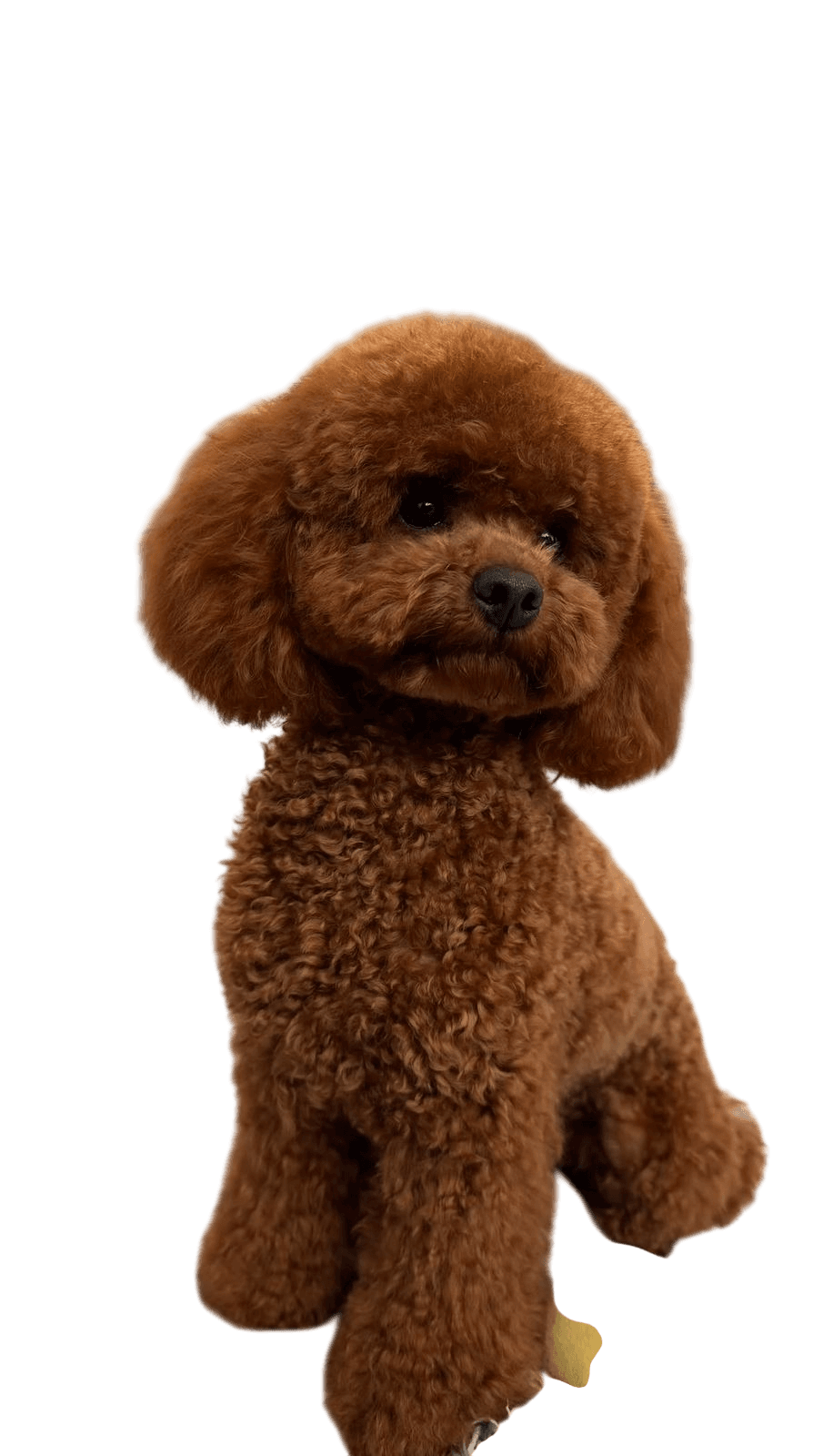 Apartment Friendly example breed