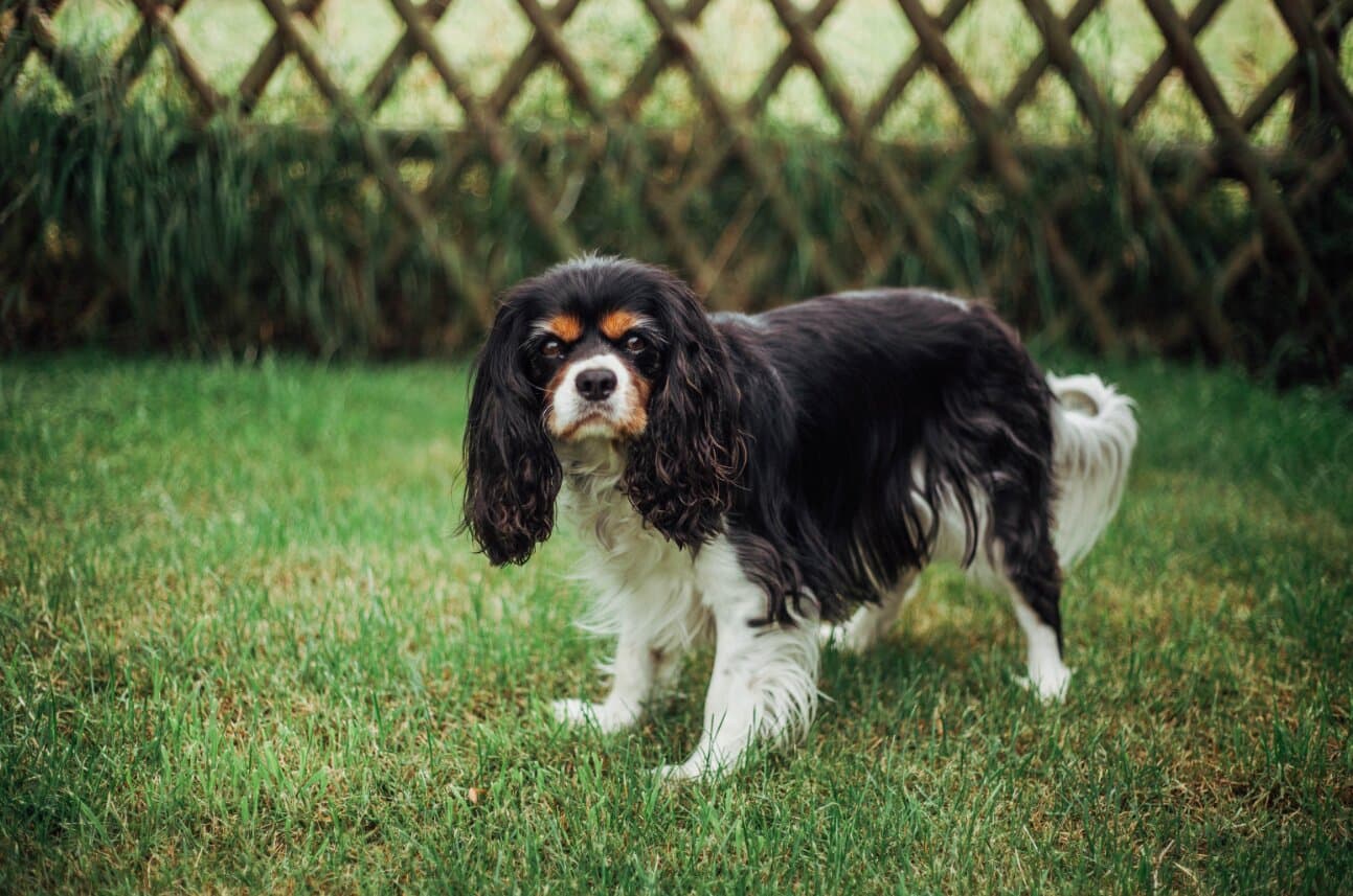 Best Dog Breeds for Senior Citizens in India