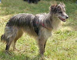 Chien de Berger des Pyrenees A Poil Long