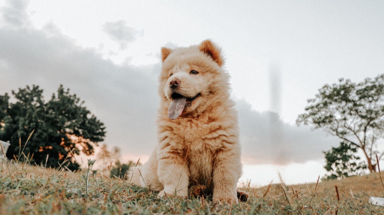Dog Breed Quiz: Find Your Perfect Match (India Lifestyle Edition)