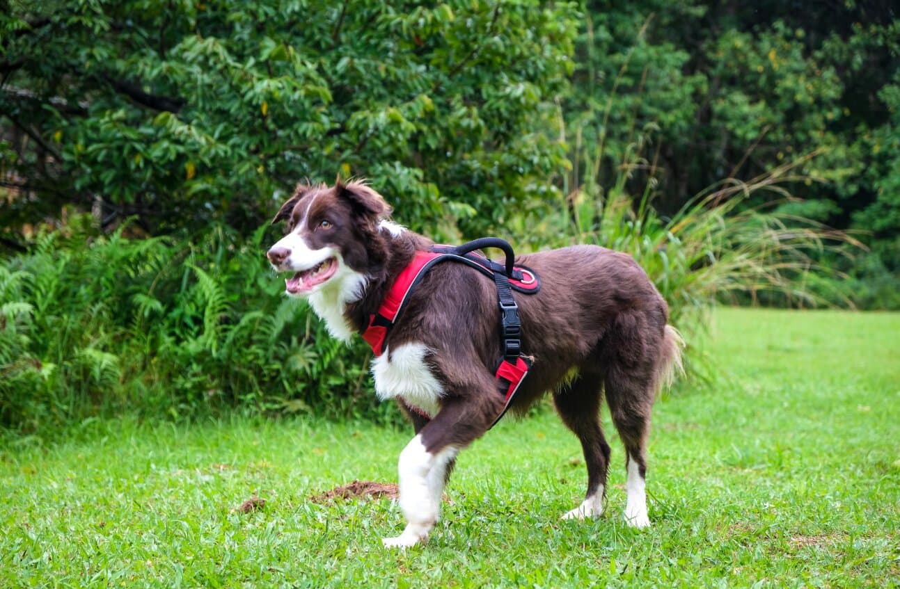 Crate Training Your Dog Without Stress (Indian Home Tips)