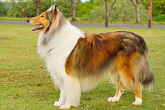 Collie Rough