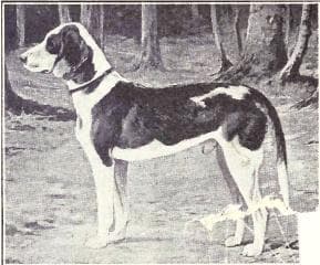 Deutsche Bracke