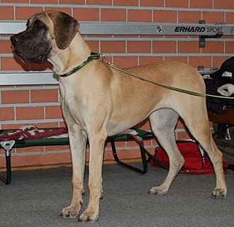Deutsche Dogge