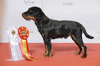 Deutscher Jagdterrier
