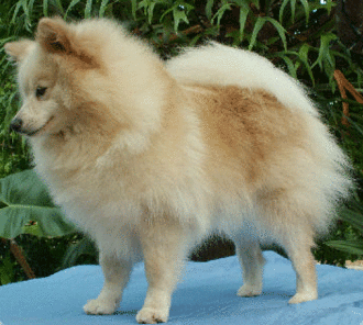 Deutscher Spitz
