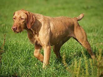 DrÓtzÖrÜ Magyar Vizsla