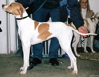 English Pointer