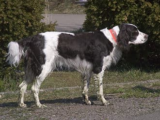 Epagneul FranÇais