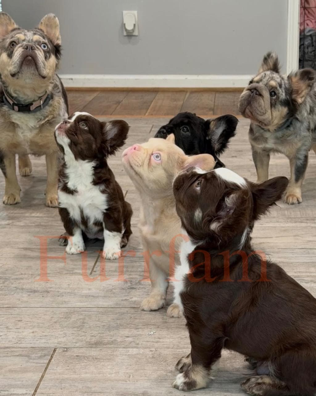 French Bulldog photo 3