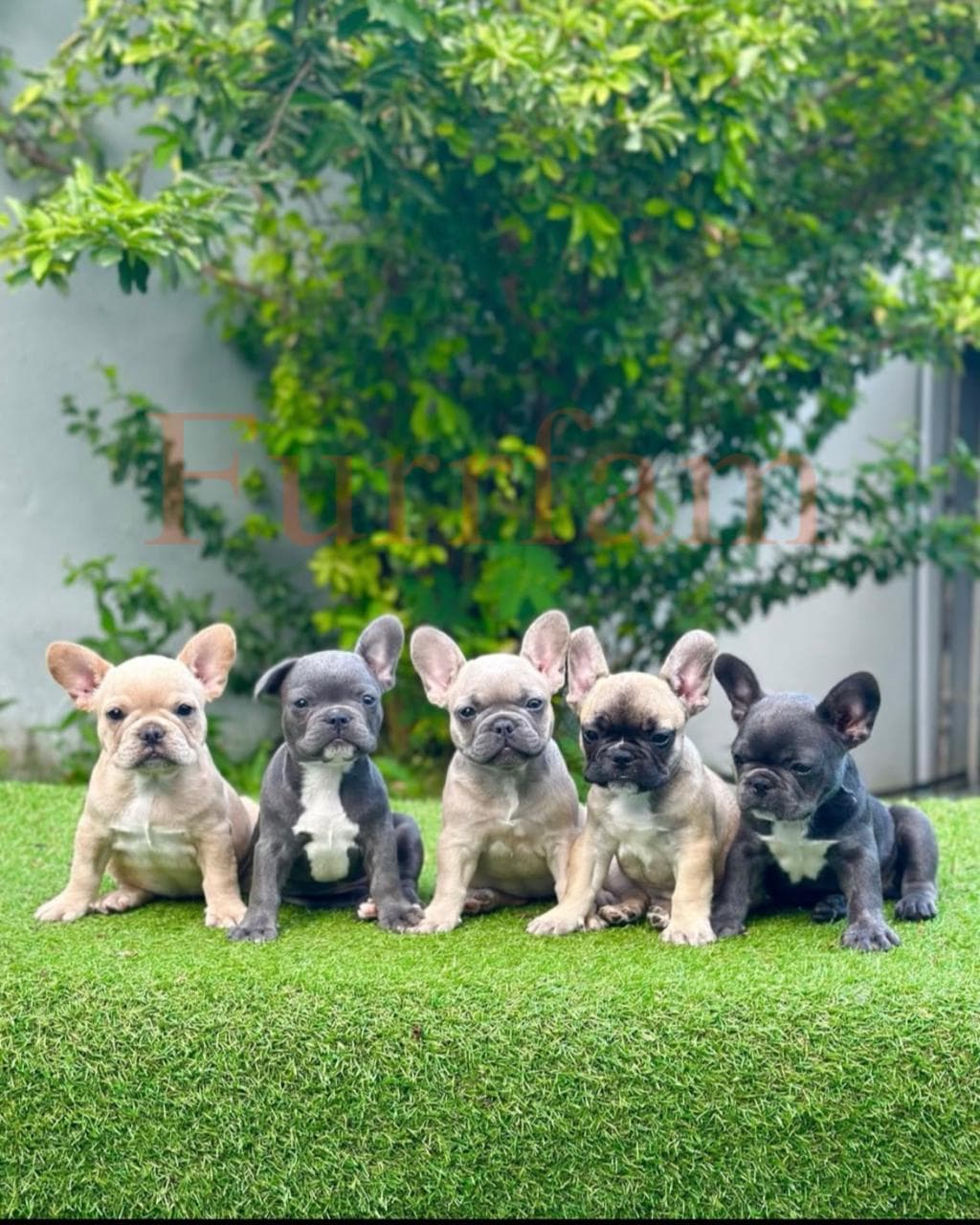 French Bulldog