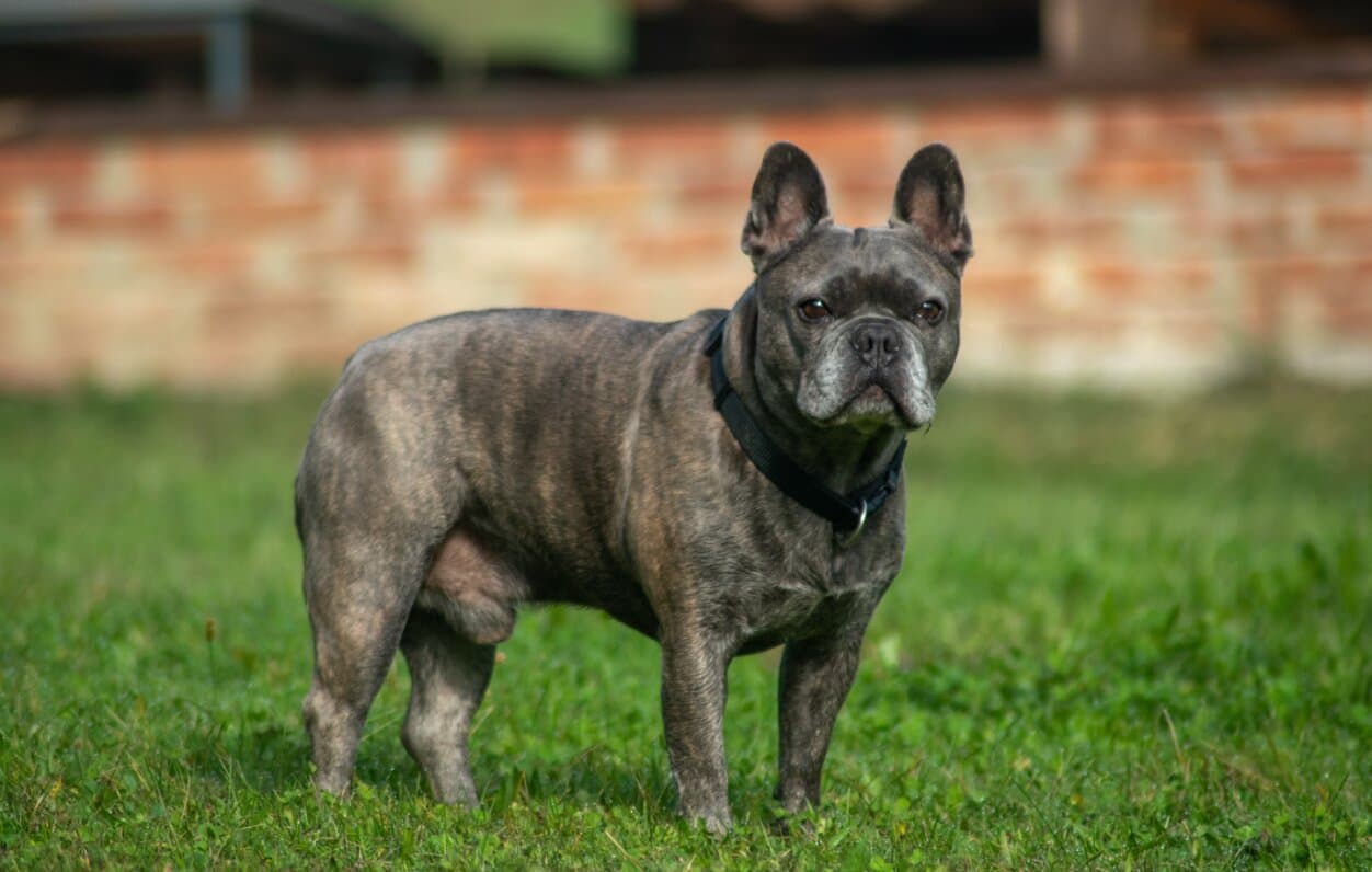 Homemade vs Commercial Dog Food in India: What Is Better?