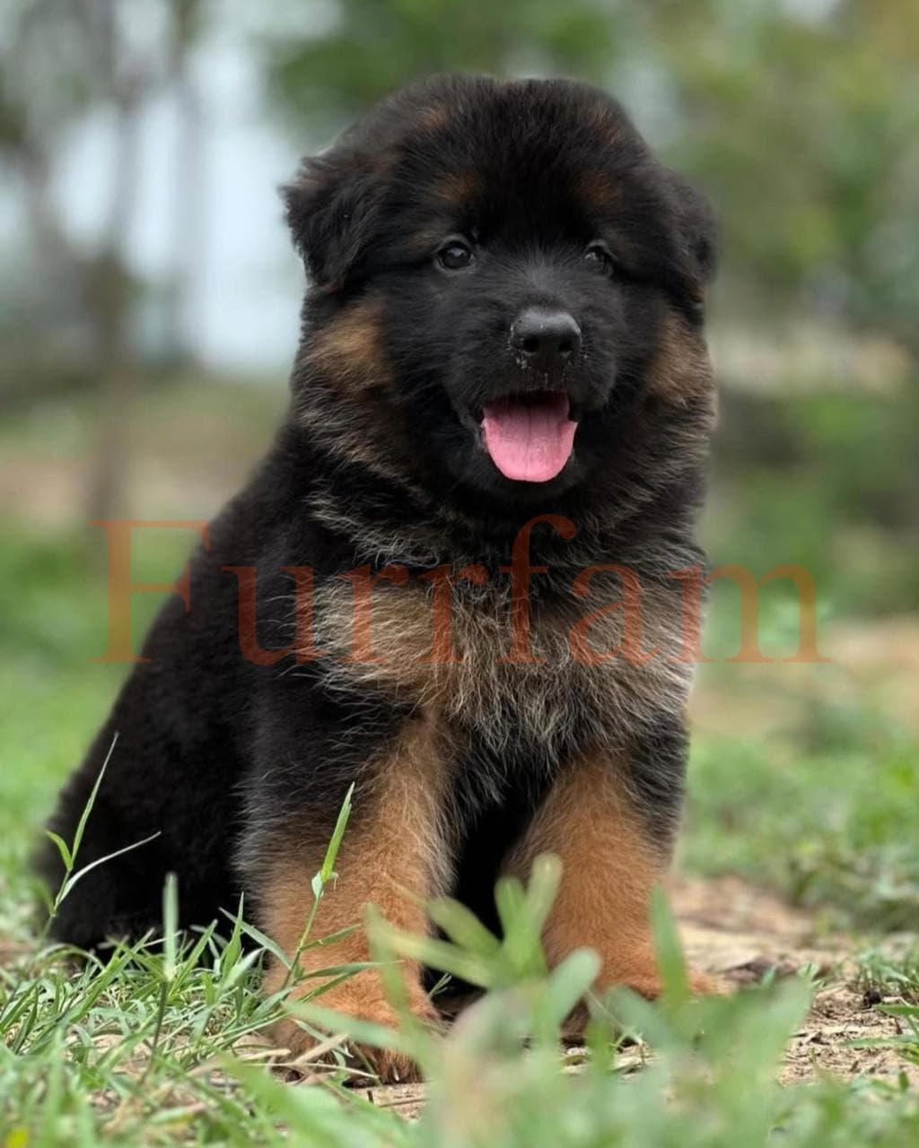 German Shepherd photo 2