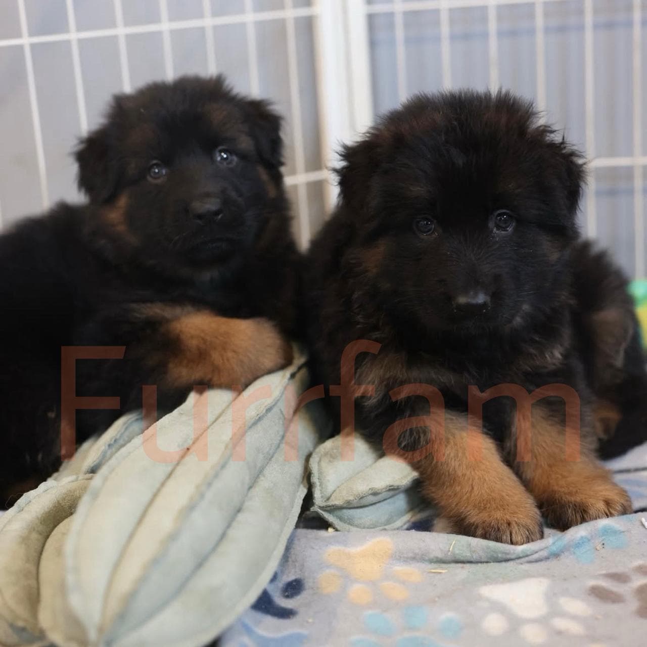 German Shepherd photo 1