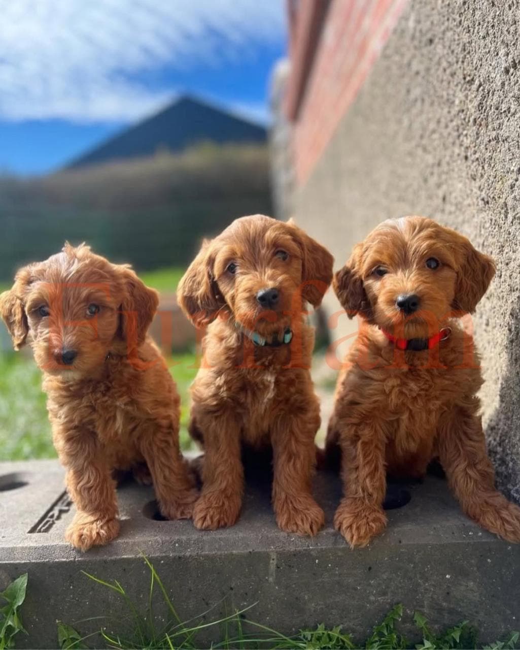 Golden Doodle photo 2