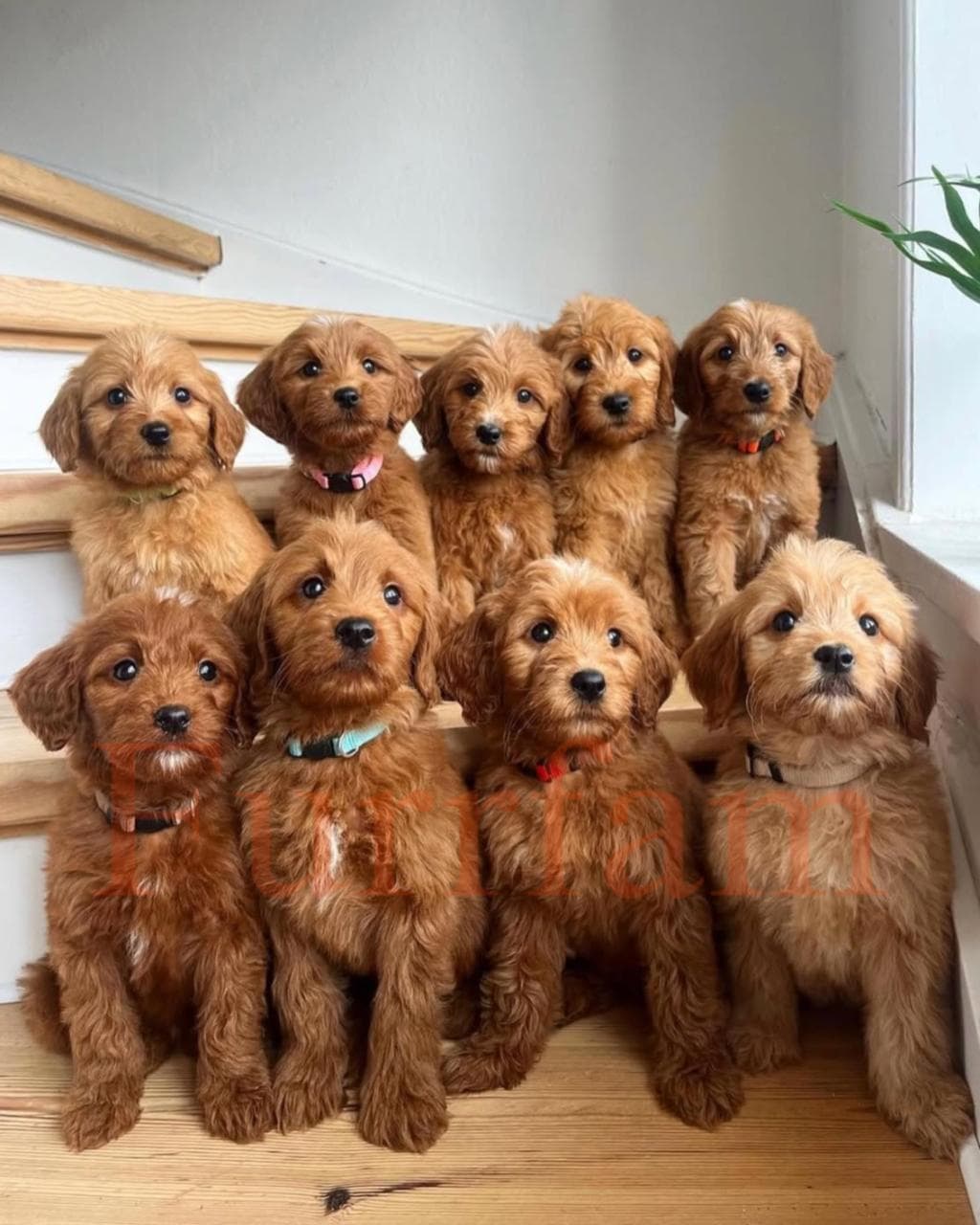Golden Doodle photo 3