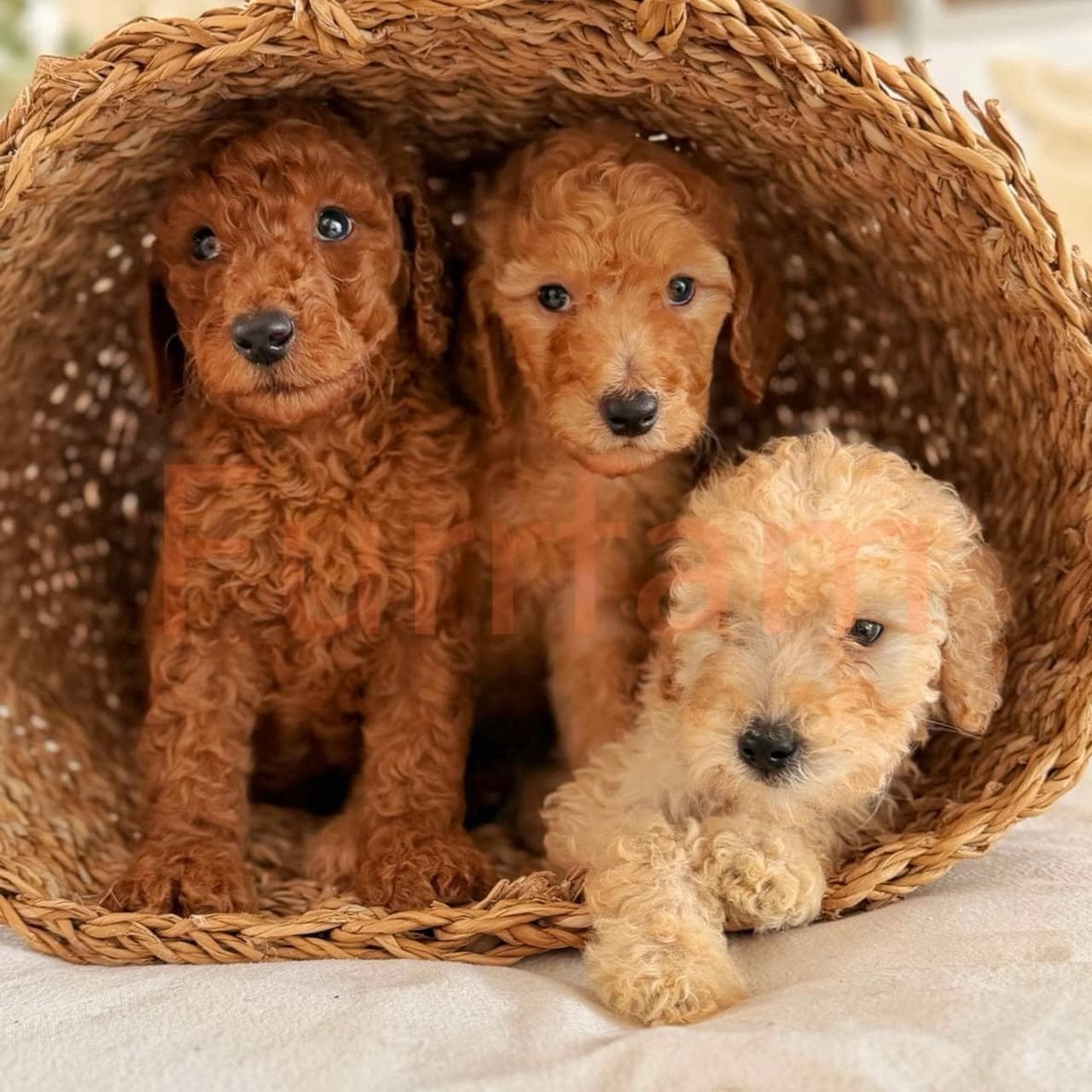 Golden Doodle