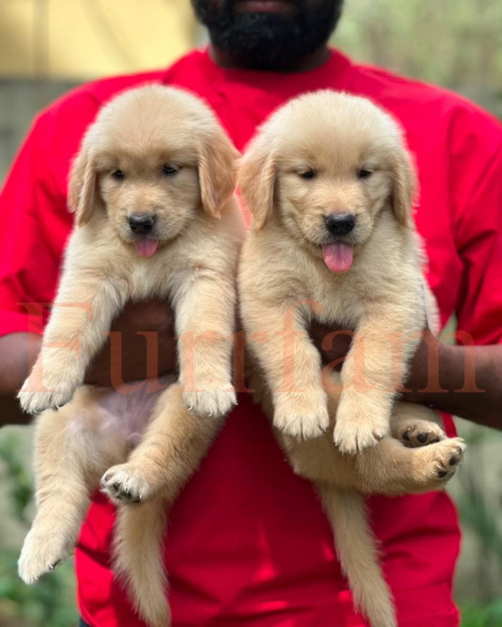 Golden Retriever photo 2