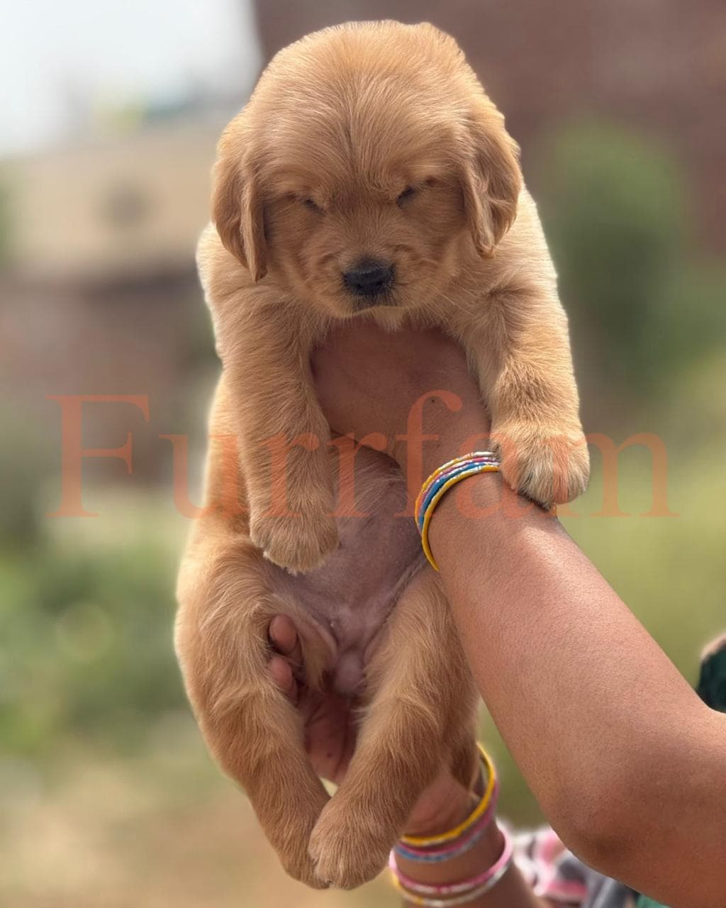 Golden Retriever photo 3
