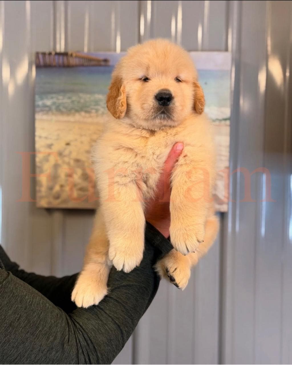 Golden Retriever photo 5