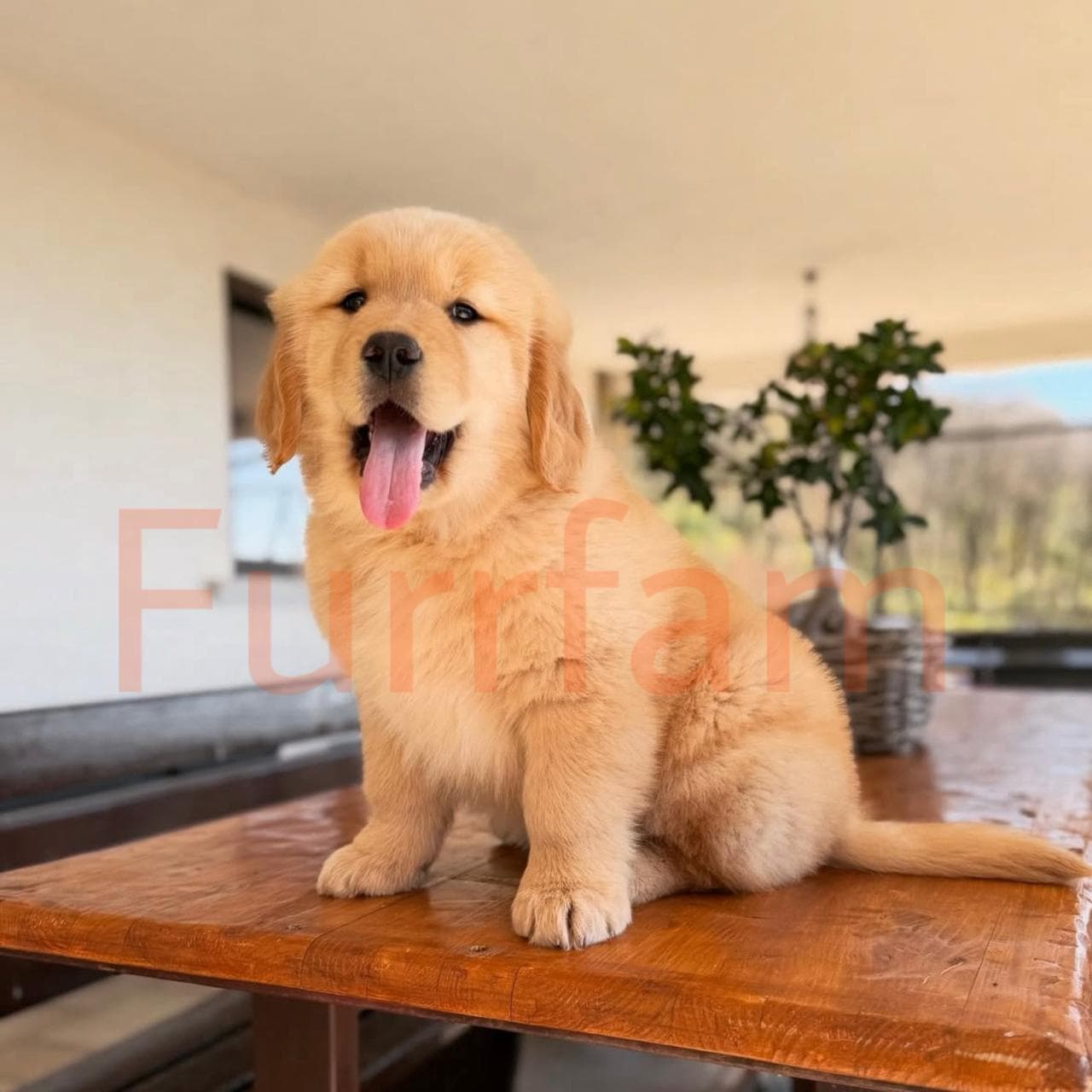 Golden Retriever photo 1
