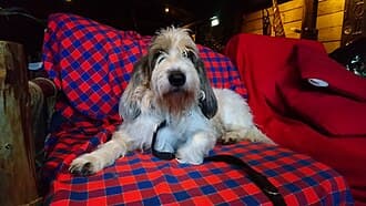 Grand Basset Griffon Vendeen