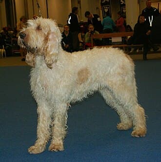 Grand Griffon Vendeen