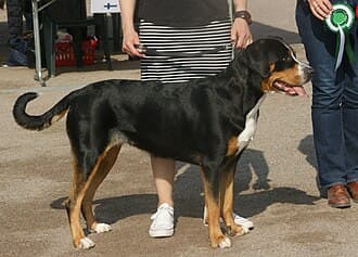Greater Swiss Mountain Dog