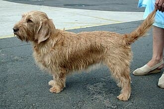 Griffon Fauve de Bretagne
