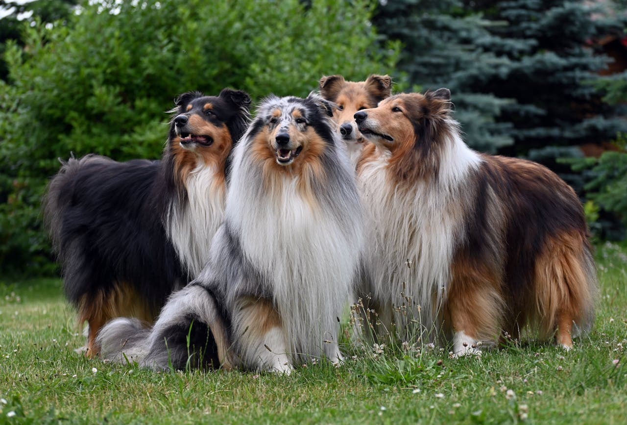 Herding Dogs
