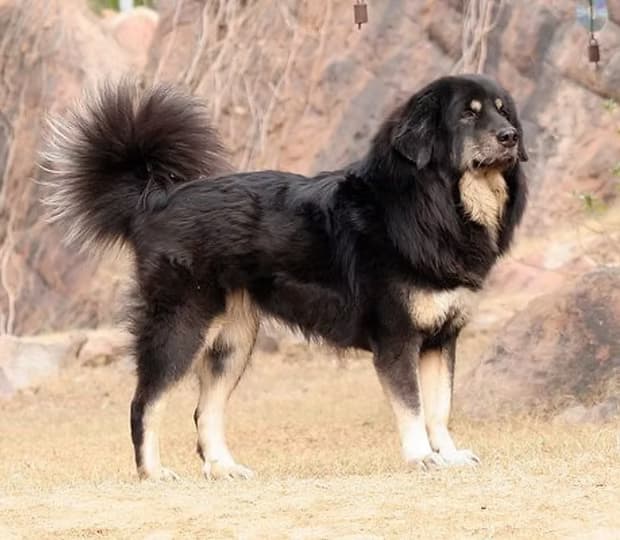 Himalayan Sheep Dog (Gaddi)